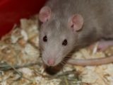 Comment éviter que les rats reviennent de la maison ?