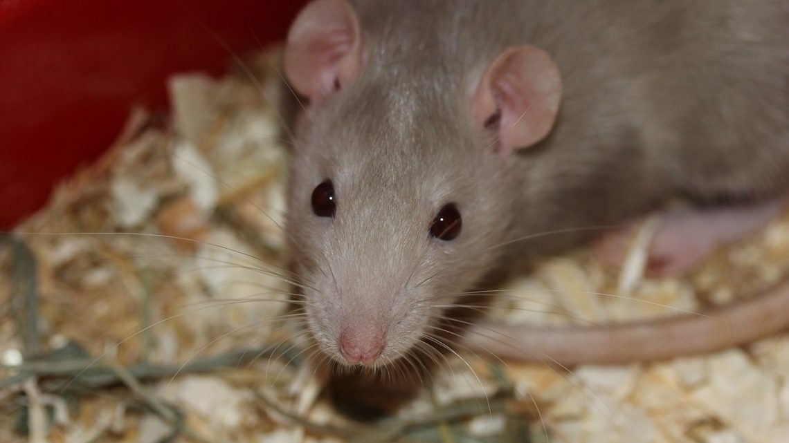 Comment éviter que les rats reviennent de la maison ?